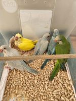Quaker Parrot Birds for sale in Palm Bay, FL 32907, USA. price: NA