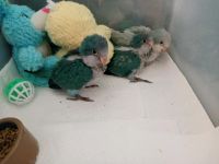 Quaker Parrot Birds for sale in Amherst, OH, USA. price: NA