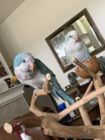 Quaker Parrot Birds for sale in Cypress, TX, USA. price: NA