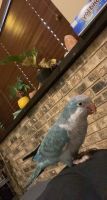 Quaker Parrot Birds for sale in Miamisburg, OH, USA. price: NA