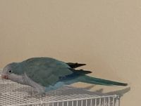 Quaker Parrot Birds for sale in Houston, TX, USA. price: NA