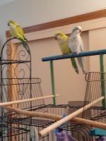 Quaker Parrot Birds for sale in Anderson, IN, USA. price: NA