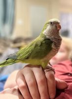 Quaker Parrot Birds for sale in Spring, TX 77373, USA. price: NA