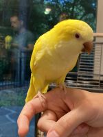 Quaker Parrot Birds for sale in Matthews, NC 28104, USA. price: NA