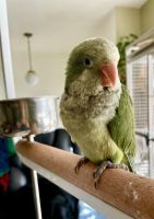 Quaker Parrot Birds for sale in Nashua, NH 03063, USA. price: NA