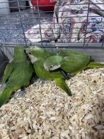 Quaker Parrot Birds for sale in Danville, IN 46122, USA. price: $400