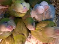 Quaker Parrot Birds for sale in Spokane, WA, USA. price: NA
