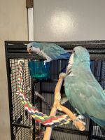 Quaker Parrot Birds for sale in Brevard County, FL, USA. price: $700