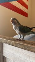 Quaker Parrot Birds for sale in Spring Lake, NC 28390, USA. price: $650