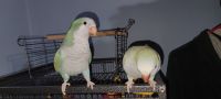 Quaker Parrot Birds for sale in Londonderry, NH 03053, USA. price: $600