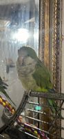 Quaker Parrot Birds for sale in Southaven, Mississippi. price: $1,000