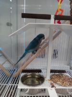 Quaker Parrot Birds for sale in Crowley, Texas. price: $800