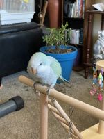 Quaker Parrot Birds for sale in Florissant, Missouri. price: $600