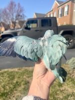 Quaker Parrot Birds for sale in Gainesville, VA 20155, USA. price: NA