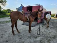 Quarter Horse Horses for sale in De Soto, WI 54624, USA. price: NA