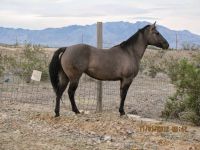 Quarter Horse Horses for sale in Pahrump, NV, USA. price: $1,000