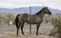 Quarter Horse Horses for sale in Michigan Dr, Lake Township, MI 49640, USA. price: NA