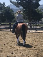 Quarter Horse Horses for sale in Murrieta, CA, USA. price: $5,500