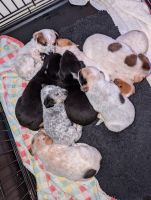 Queensland Heeler Puppies for sale in Chandler, AZ, USA. price: NA