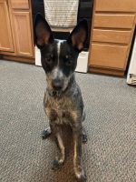 Queensland Heeler Puppies for sale in Redmond, OR 97756, USA. price: NA