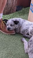 Queensland Heeler Puppies for sale in San Diego, CA, USA. price: NA