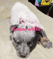 Queensland Heeler Puppies for sale in Redding, CA, USA. price: NA
