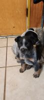 Queensland Heeler Puppies for sale in Lamont, CA 93241, USA. price: NA