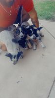Queensland Heeler Puppies for sale in Tulare, CA 93274, USA. price: $150