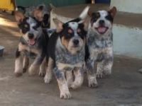 Queensland Heeler Puppies for sale in Waco, TX, USA. price: NA