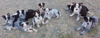 Queensland Heeler Puppies for sale in San Francisco, CA, USA. price: NA