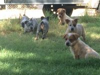 Queensland Heeler Puppies for sale in Galt, CA, USA. price: NA