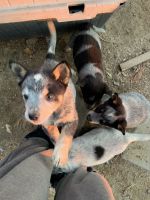 Queensland Heeler Puppies for sale in Temecula, CA, USA. price: NA