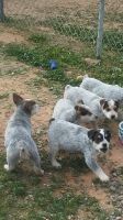 Queensland Heeler Puppies for sale in 75th Ave, Phoenix, AZ 85033, USA. price: NA