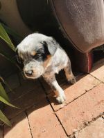 Queensland Heeler Puppies for sale in 17294 Redmaple St, Fontana, CA 92337, USA. price: NA