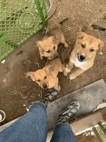 Queensland Heeler Puppies for sale in Merced, CA, USA. price: NA