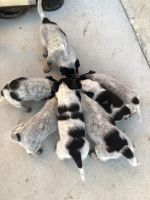 Queensland Heeler Puppies for sale in Piru, CA, USA. price: NA