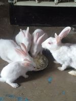 Rabbit Rabbits for sale in Meerut, Uttar Pradesh, India. price: 200 INR