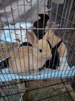 Rabbit Rabbits for sale in Holly Springs, NC, USA. price: NA