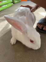 Rabbit Rabbits for sale in Santa Ana, CA, USA. price: NA