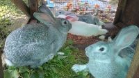 Rabbit Rabbits Photos
