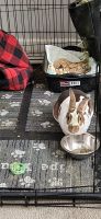 Rabbit Rabbits for sale in Hampton, GA 30228, USA. price: NA