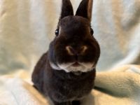Rabbit Rabbits for sale in Kuna, ID 83634, USA. price: NA