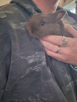 Rabbit Rabbits for sale in Brick Township, NJ, USA. price: NA