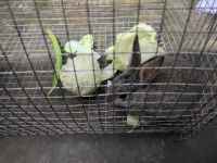 Rabbit Rabbits for sale in Guwahati, Assam, India. price: 700 INR