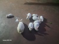 Rabbit Rabbits for sale in Jamshedpur, Jharkhand, India. price: 190 INR
