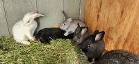 Rabbit Rabbits for sale in Lucerne, CA 95458, USA. price: $10