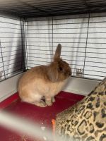 Rabbit Rabbits for sale in DeSoto, TX 75115, USA. price: $100