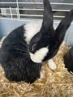 Rabbit Rabbits for sale in Ocala, Florida. price: NA