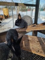 Rabbit Rabbits for sale in Cedar Springs, Michigan. price: $15