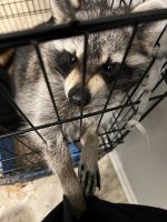 Raccoon Animals for sale in Kennesaw, GA, USA. price: NA